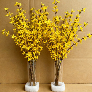 寸寸金鲜枝水培植物连翘干支鲜花花卉水生室内办公室桌面鲜切盆栽