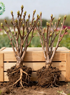 洛阳牡丹花苗带苞大花北方缠枝牡丹重瓣耐寒盆栽室内庭院带芽室外