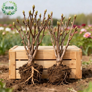 洛阳牡丹花苗带苞大花北方缠枝牡丹重瓣耐寒盆栽室内庭院带芽室外