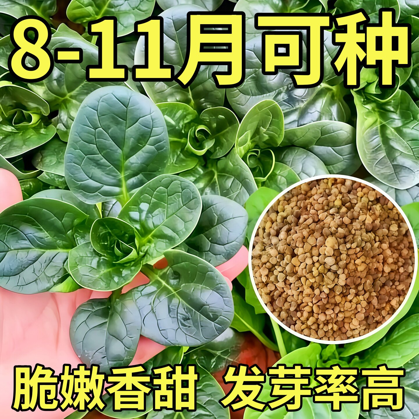 趴地菠菜种子南北方种植四季波菜种籽孑青菜籽种冬季耐寒蔬菜种子