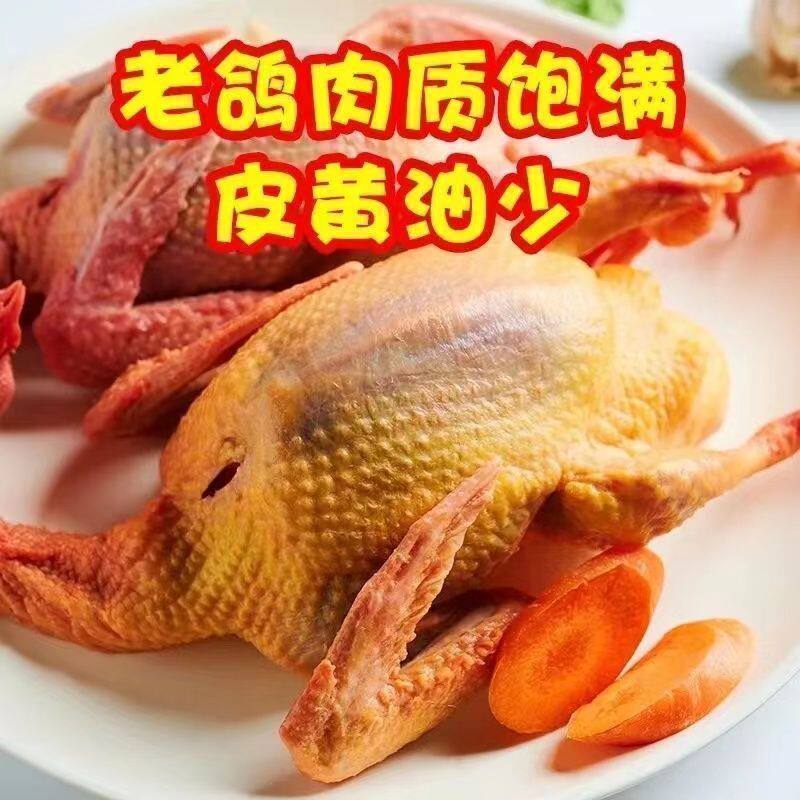 【放飞散养】带头土鸽农家现杀乳鸽新鲜鸽子发货滋补煲汤炖汤乳鸽