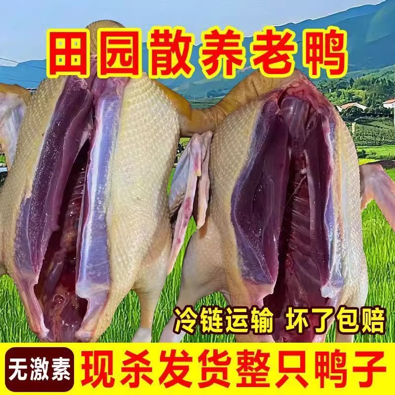散养黄皮非鸭非土鸭非麻鸭非新鲜现杀冷冻全鸭整只鸭肉批发商用