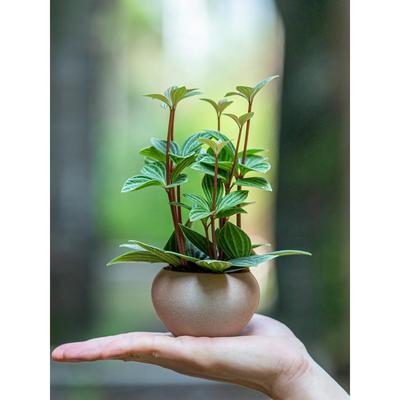 轮叶豆瓣绿盆栽室内植物花卉适合室内客厅办公室桌面小盆景绿植