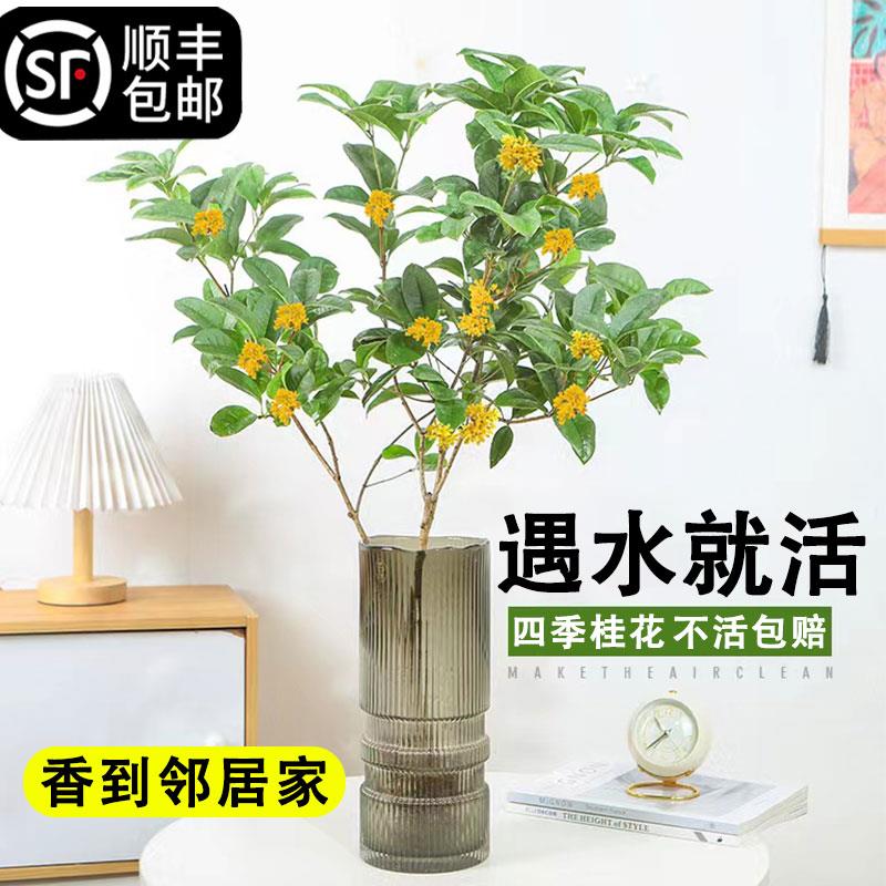 水培桂花树苗绿植室内盆栽客厅带根浓香花卉水养易活四季开花金桂