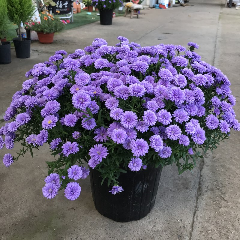 翠菊紫菀荷兰菊小卡罗花苗伊娃姬小菊矮生重瓣盆栽糖果甜心花菊花