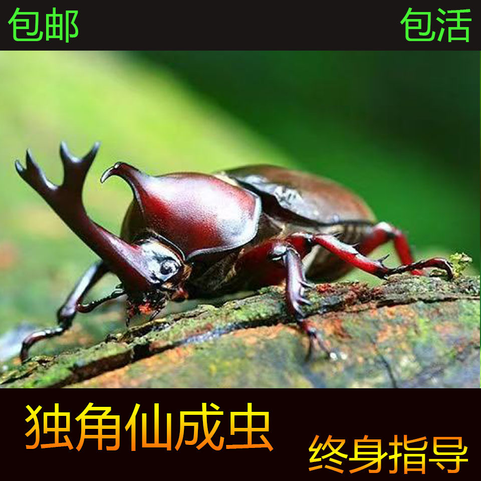 独角仙甲虫包活好饲养双叉犀金龟