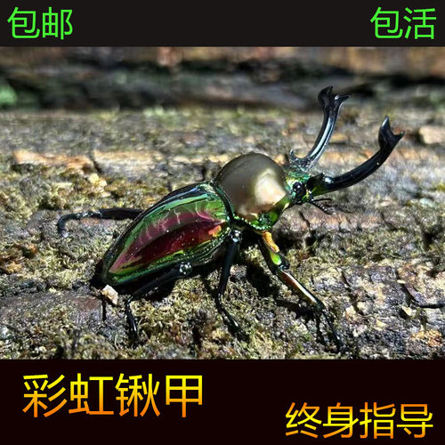 彩虹锹甲虫宠物独角仙昆虫活物成虫幼虫活体好养活虫温顺好养科普