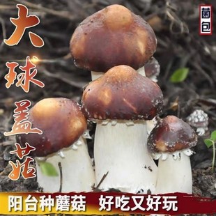 可种菌种户外 赤松茸蘑菇菌大球盖菇菌包菌棒多肉盆栽家庭阳台四季