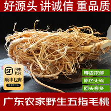 深山挖正品野生五指毛桃根中药材土茯苓牛大力煲鸡汤料茶顺丰包邮
