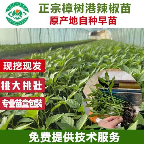 正宗樟树港辣椒苗秧苗湖南湘阴