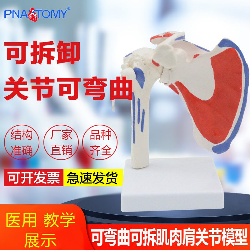 医学仿真人体肩关节骨头t肌肉起止点可活动拆卸骨骼模型骨科康复