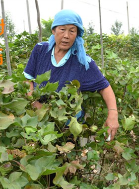 山东手工棉被新棉细长绒棉花垫被C芯棉絮棉胎褥子空调被子春秋冬