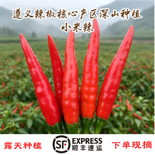遵莱遵义小米辣现摘顺丰包邮