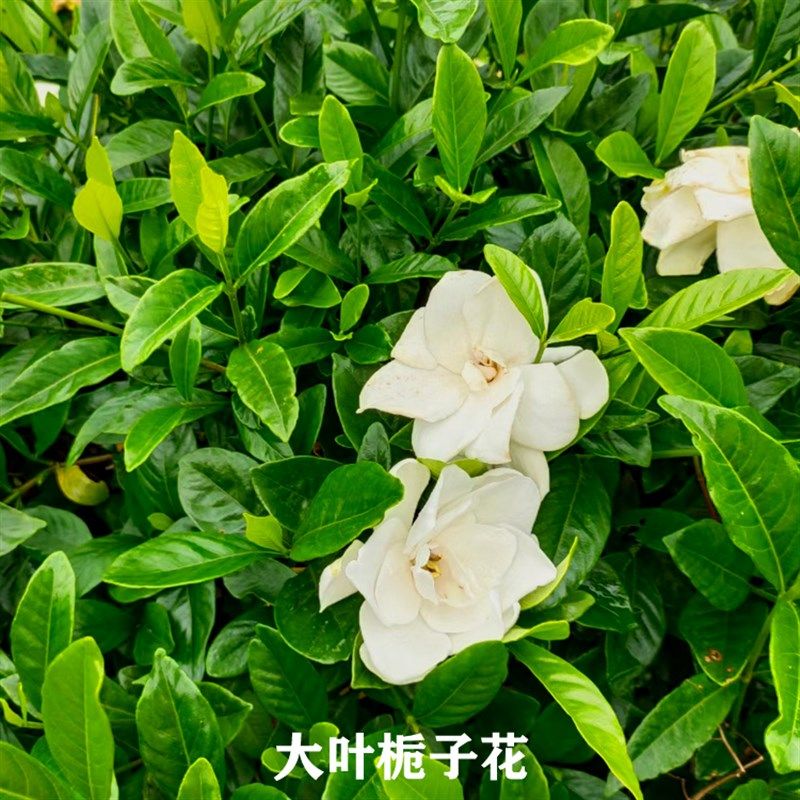 栀子花苗重瓣牡丹大花大叶小叶雀舌E栀子白蟾花室内芳香庭院常绿图片