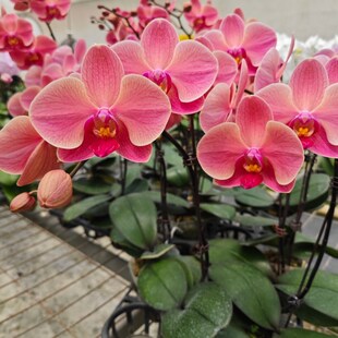 新款上市欧洲蝴蝶兰m安祖【纳博讷】成熟苗开花株室内盆栽花卉好