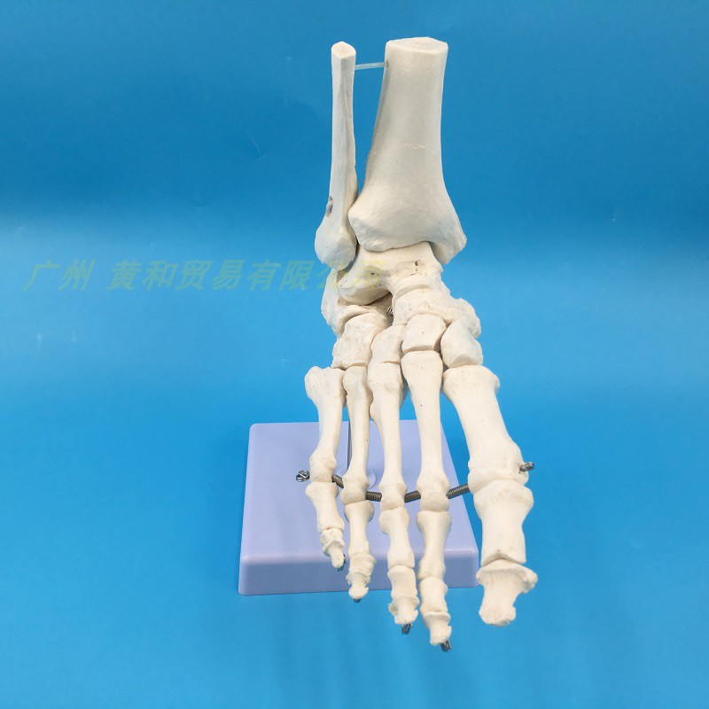 脚关节 踝关节模型足骨模型人体脚骨足M模型 骨骼 教学医学