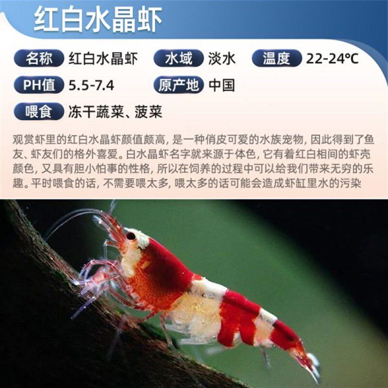 红白水晶虾鲜活到家淡水鱼缸观赏虾闯缸草缸工具清洁除藻宠物