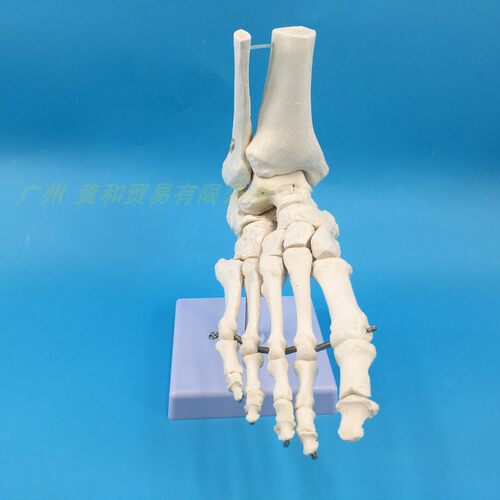 脚关节 踝关节模型足骨模型人体脚骨足模型 骨骼Z 教学医学