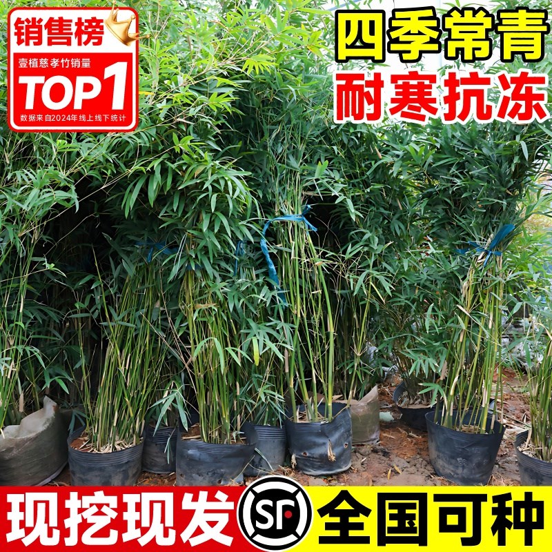 凤尾竹米竹盆栽慈孝竹室外u竹苗观赏小叶竹子树苗造景丛生绿植好