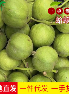 现货青皮文玩核桃蛤蟆头野生核桃现摘青皮核桃核桃厂家