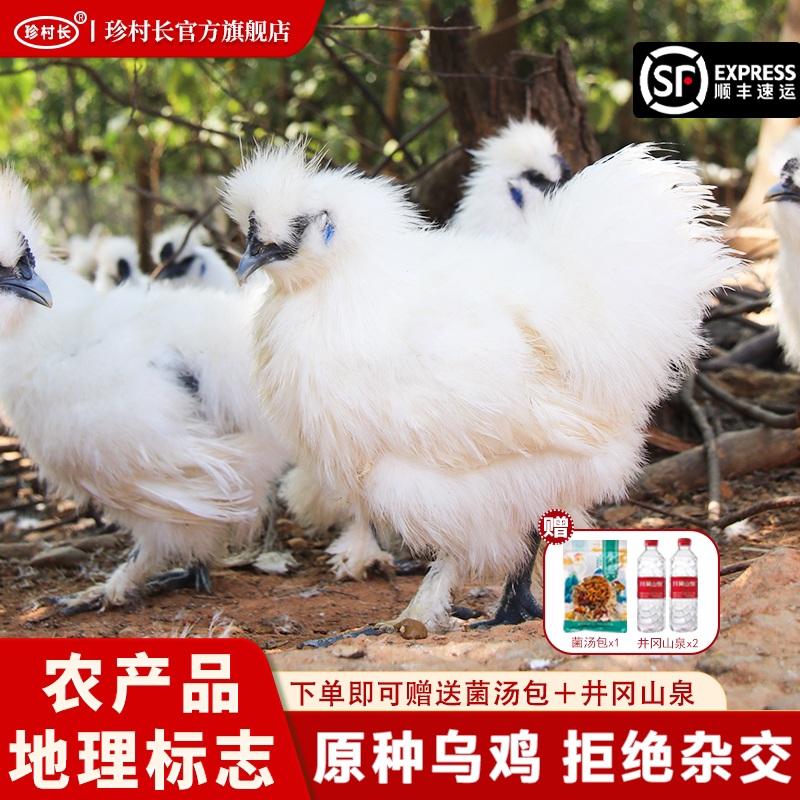珍村长【泰和武山】原种泰和乌鸡