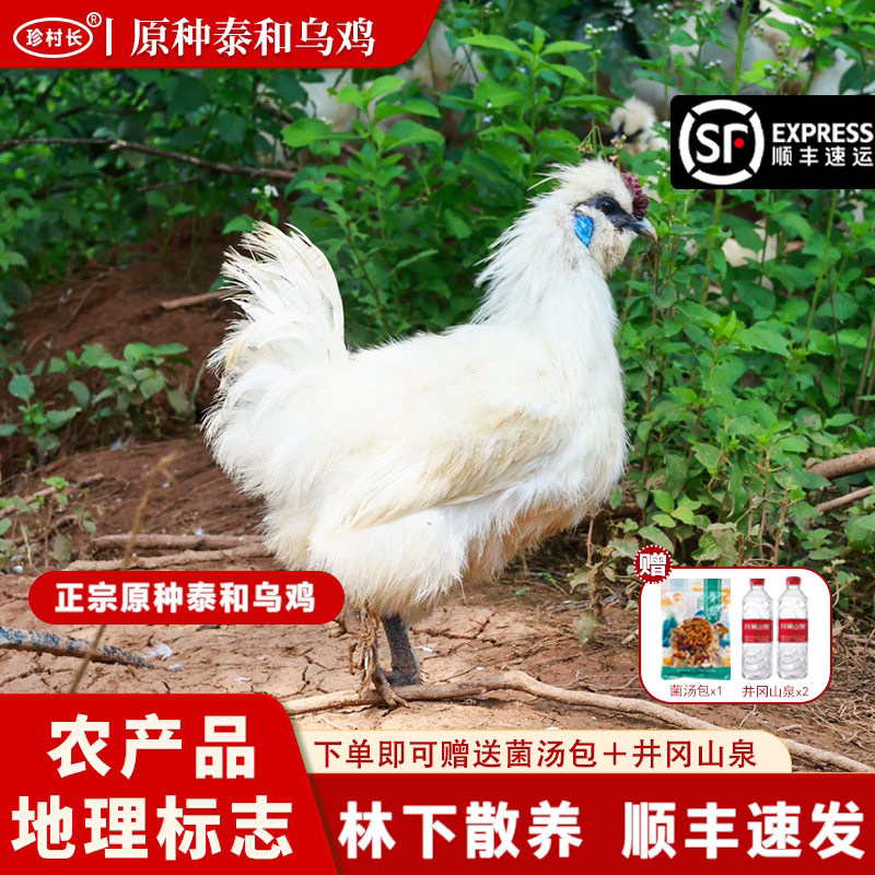 正宗原种泰和乌鸡健康营养散养