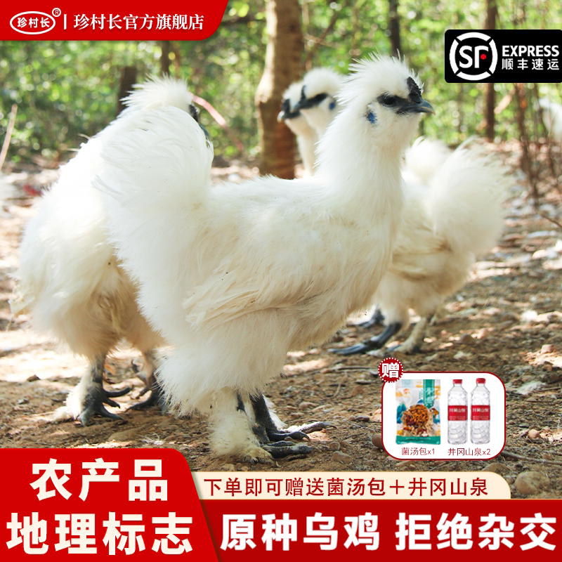 珍村长【泰和武山】原种泰和乌鸡