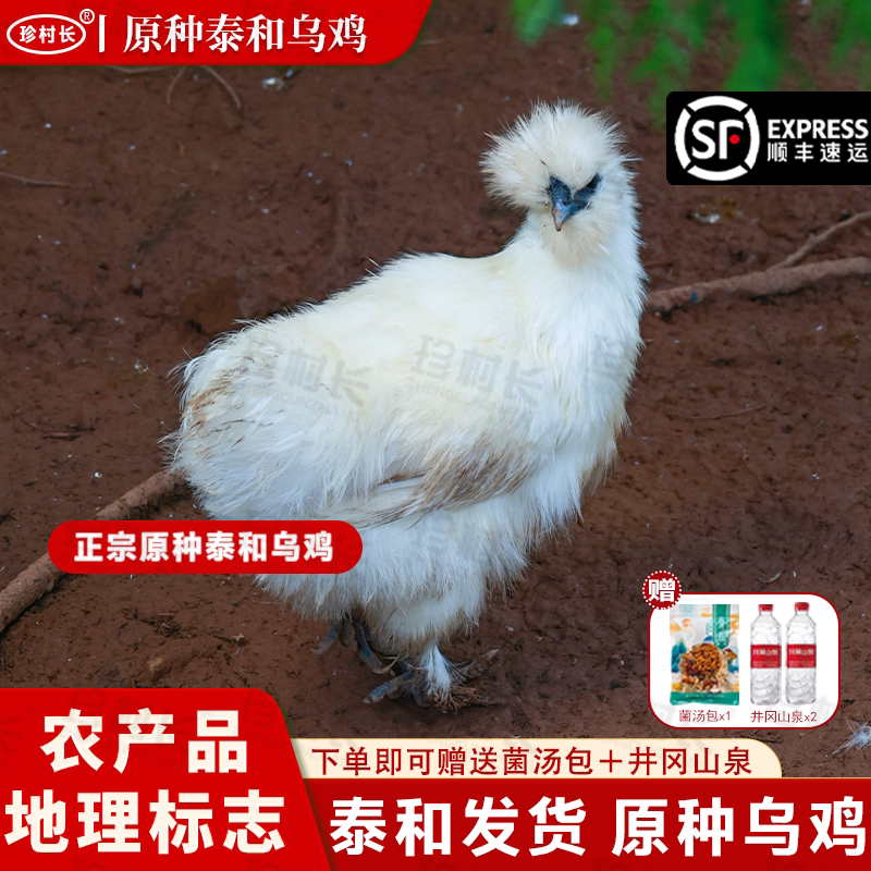 珍村长【泰和武山】原种泰和乌鸡