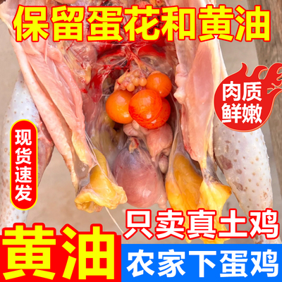 新鲜现杀500天老母鸡整只土鸡散养老母下蛋鸡正宗黄油鸡油黄汤鲜