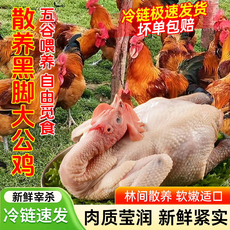 真1年黑脚大老公鸡农家散养正宗新现杀活鸡新鲜鸡肉土鸡柴公笨鸡