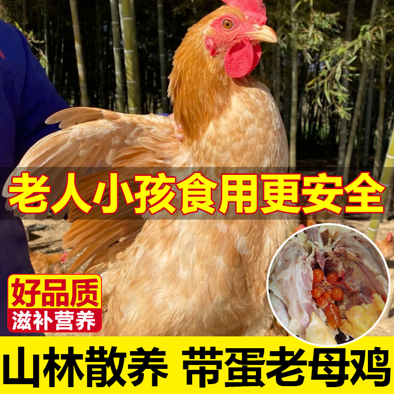 新鲜现杀500天老母鸡整只土鸡散养老母下蛋鸡正宗黄油母鸡带蛋黄