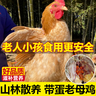 新鲜现杀500天老母鸡整只土鸡散养老母下蛋鸡正宗黄油母鸡带蛋黄