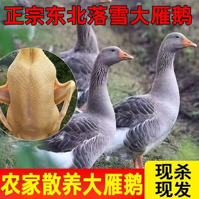 【整只大雁鹅】新鲜现杀大雁非大鹅整只大鹅鹅肉农家散养散养正宗