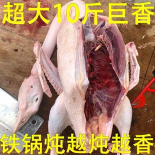 农家散养包邮超大10斤大雁鹅肉非新鲜现杀鹅非老鹅正宗东北大鹅