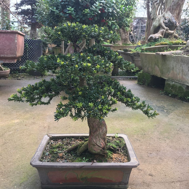 罗汉松盆景树桩 榆树盆栽庭院绿植办公室黄杨造型松树景观