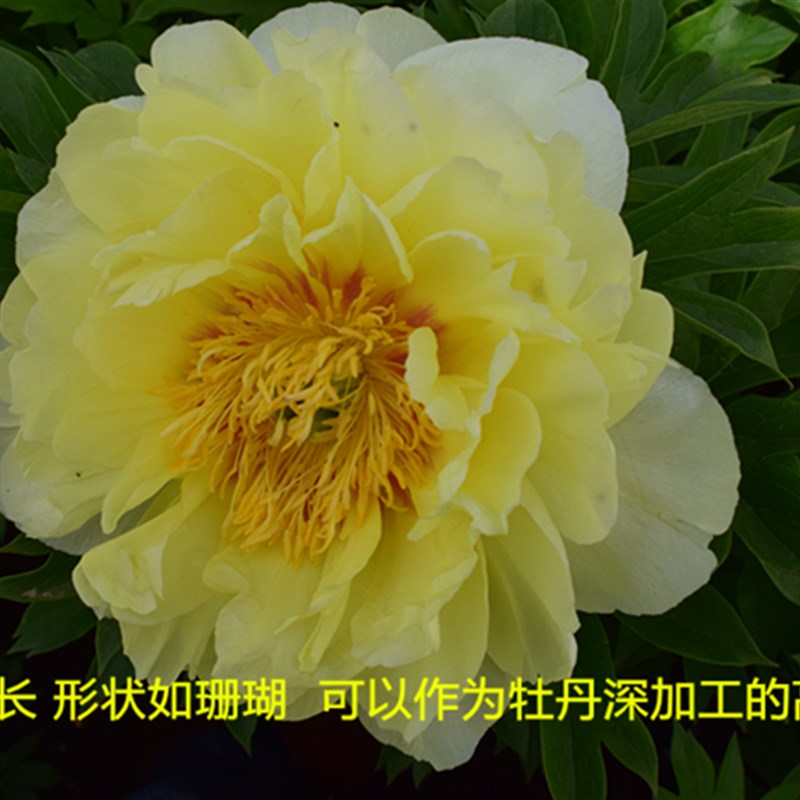 伊藤芍药牡丹巴茨拉初心凯丽棒棒糖希拉里铜壶进口菏泽牡丹苗庭院