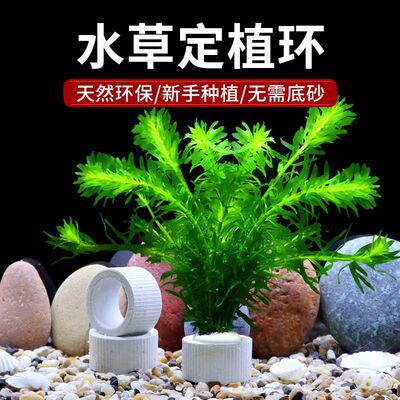 新款水草定植三件套陶瓷环固定杯