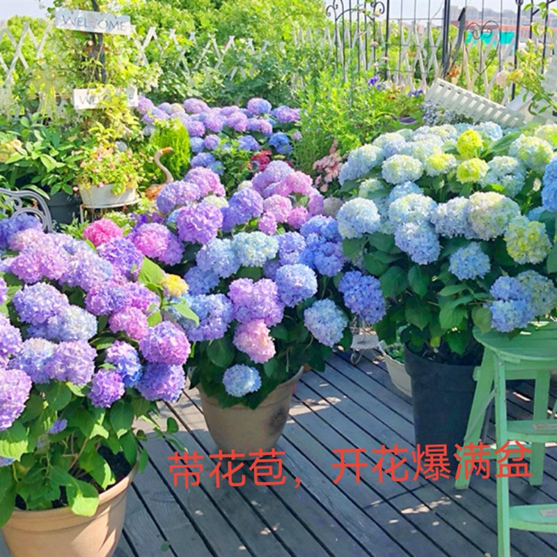 绣球花带花苞无尽夏盆栽植物室内阳台好养净化空气庭院