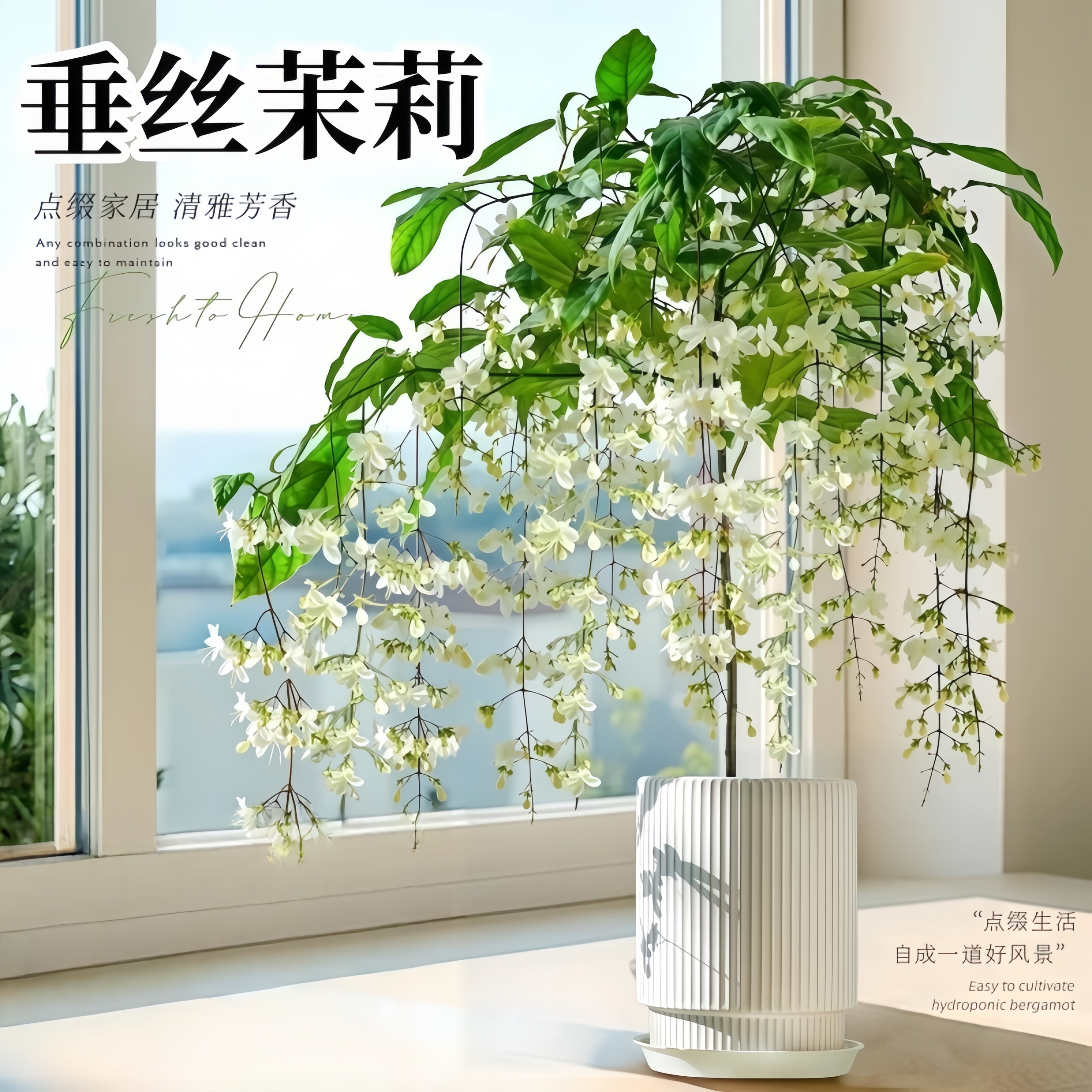 垂丝茉莉开花盆栽带花苞老桩室内阳台垂吊风车易活绿色花卉植物