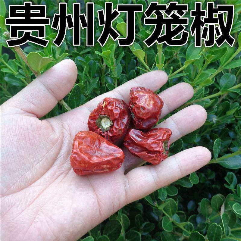 贵州小个灯笼椒 草莓椒 小灯笼椒中辣特香麻辣香锅火锅海椒干辣椒