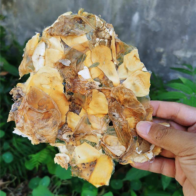 四川宜宾竹荪蛋皮竹胎皮干货土特产农家无硫熏烫火锅素食食材直销图片
