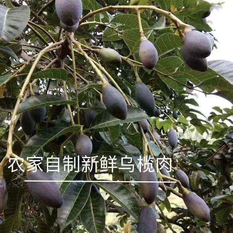 新鲜乌榄角干淡盐黑榄角农家自制顿肉蒸鱼配菜油橄榄角肉瓶装包邮