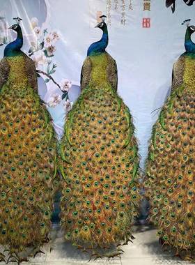 蓝白孔雀标本摆件客厅现代创意落地家居婚庆动物拍摄道具装饰送礼