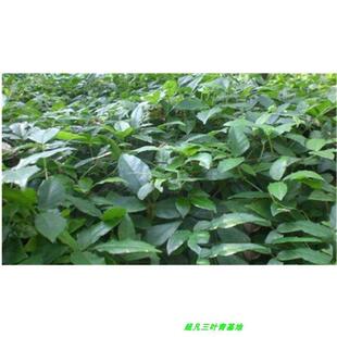 浙江野生三叶青纯正紫藤苗三叶青种苗金线吊葫芦块根包邮多买多送