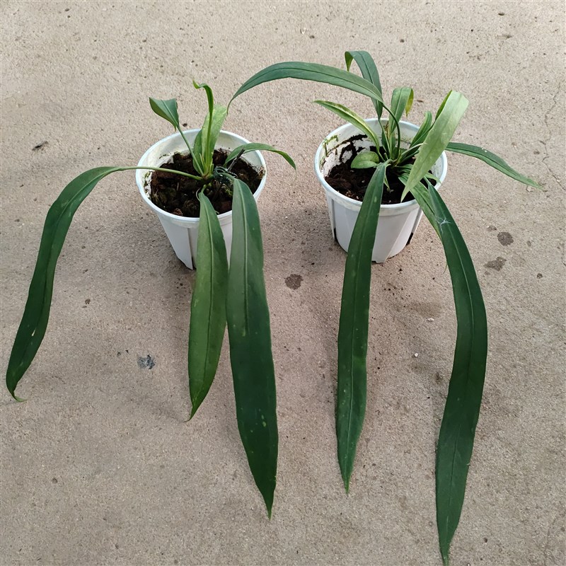 原种长叶哥伦比亚领带花烛维塔领带花烛室内垂吊绿植板植观叶植物