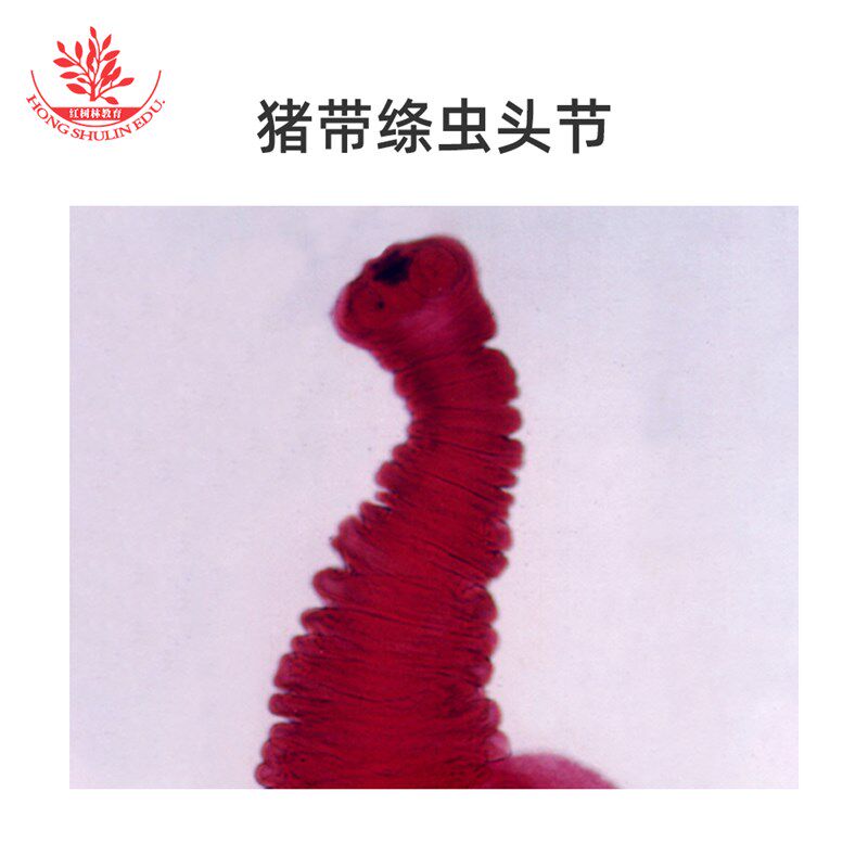 猪带绦虫头节装片显微q玻片高教医学院教学研究用医学寄生虫学玻