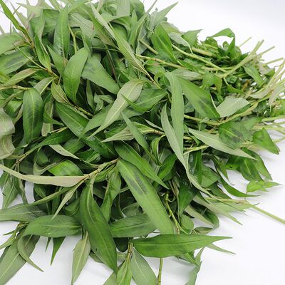 云南特产香柳菜新鲜香刺柳