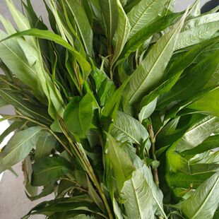 云南德宏特产香料 香柳香辣柳香菜野菜 香柳菜  煮鱼火锅空运包邮