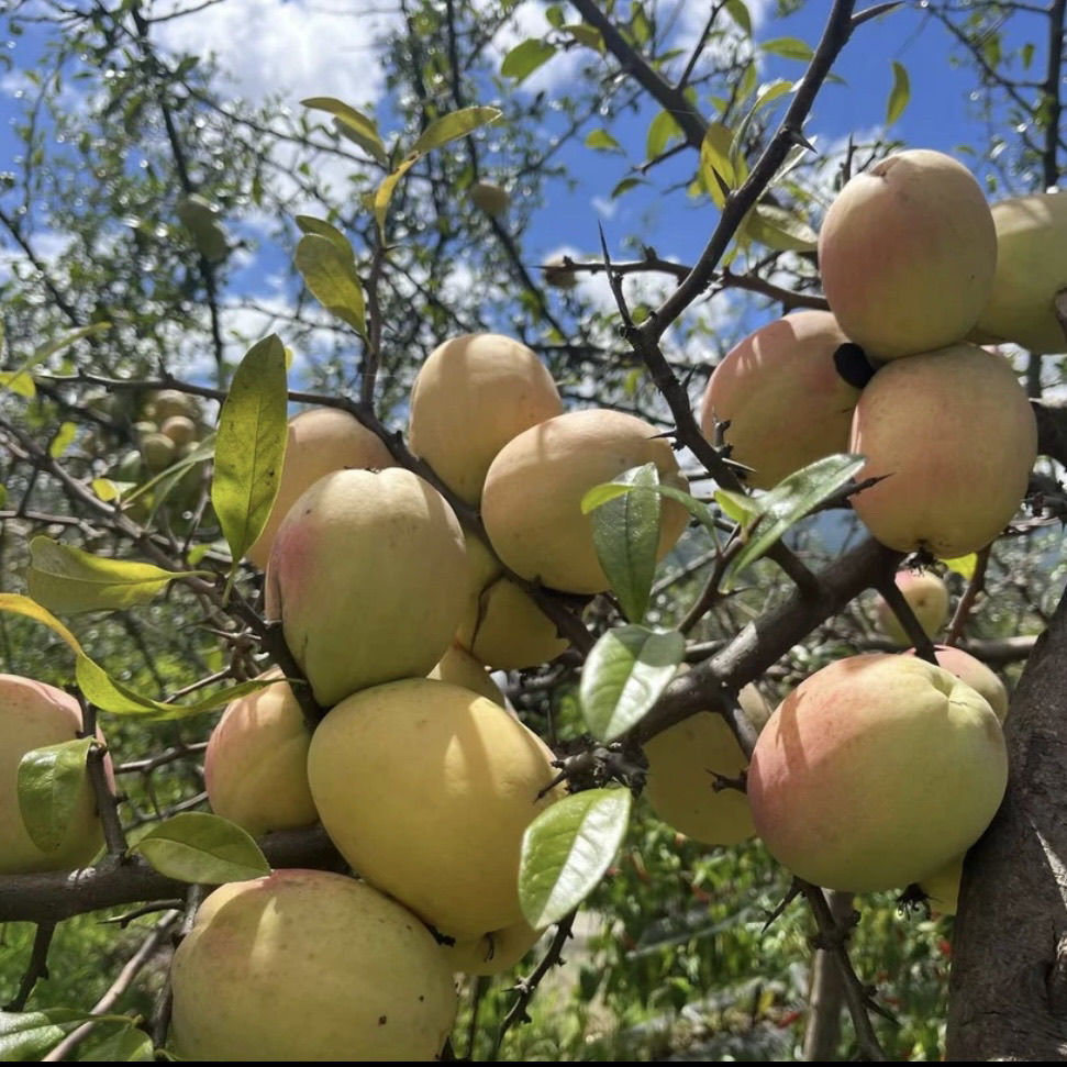 云南酸木瓜新鲜野生木瓜泡酒炖鸡