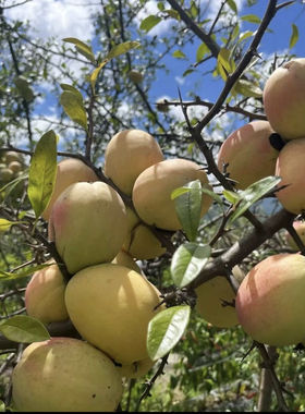 云南酸木瓜云南特产新鲜野生木瓜泡酒炖鸡新鲜孕妇水果送蘸料